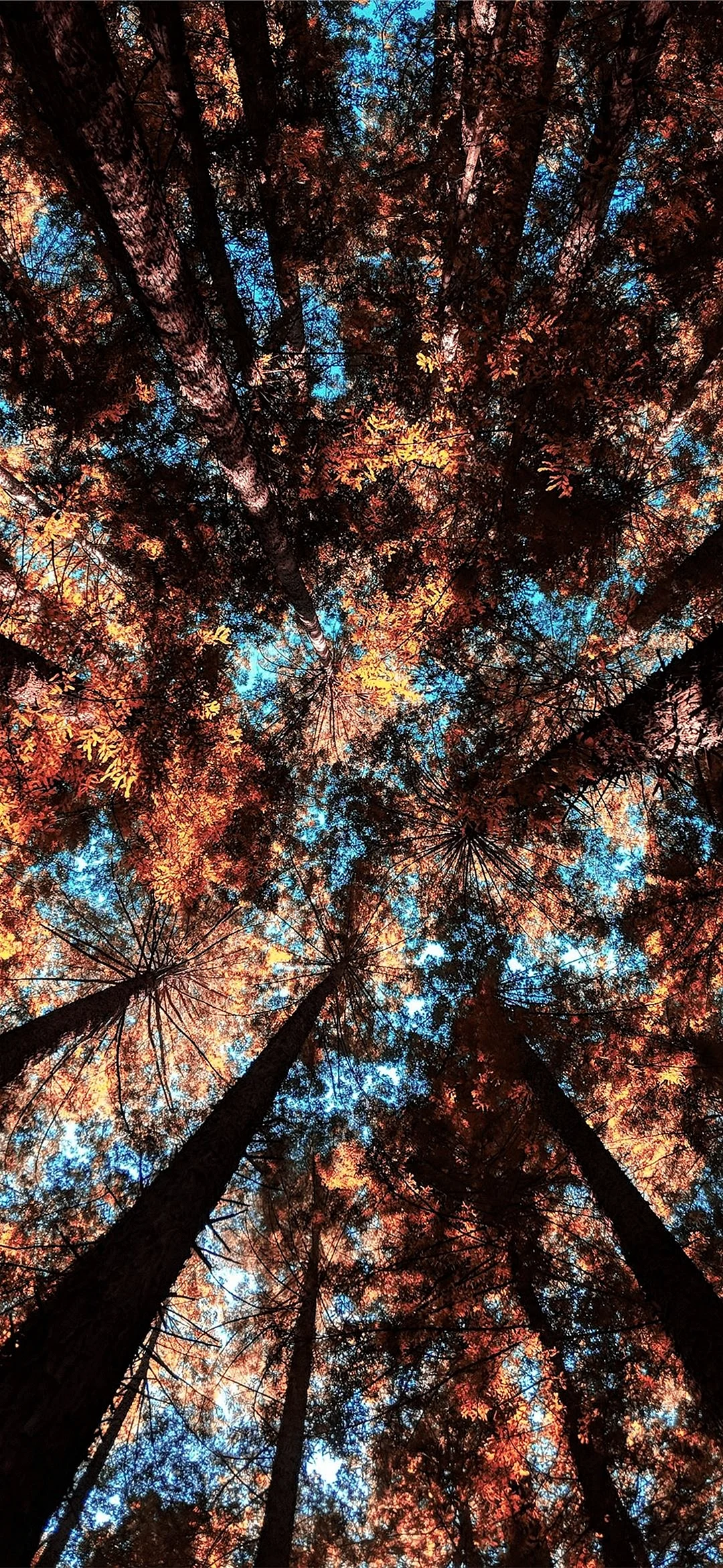 Tree 4k Wallpaper for iPhone 12 mini