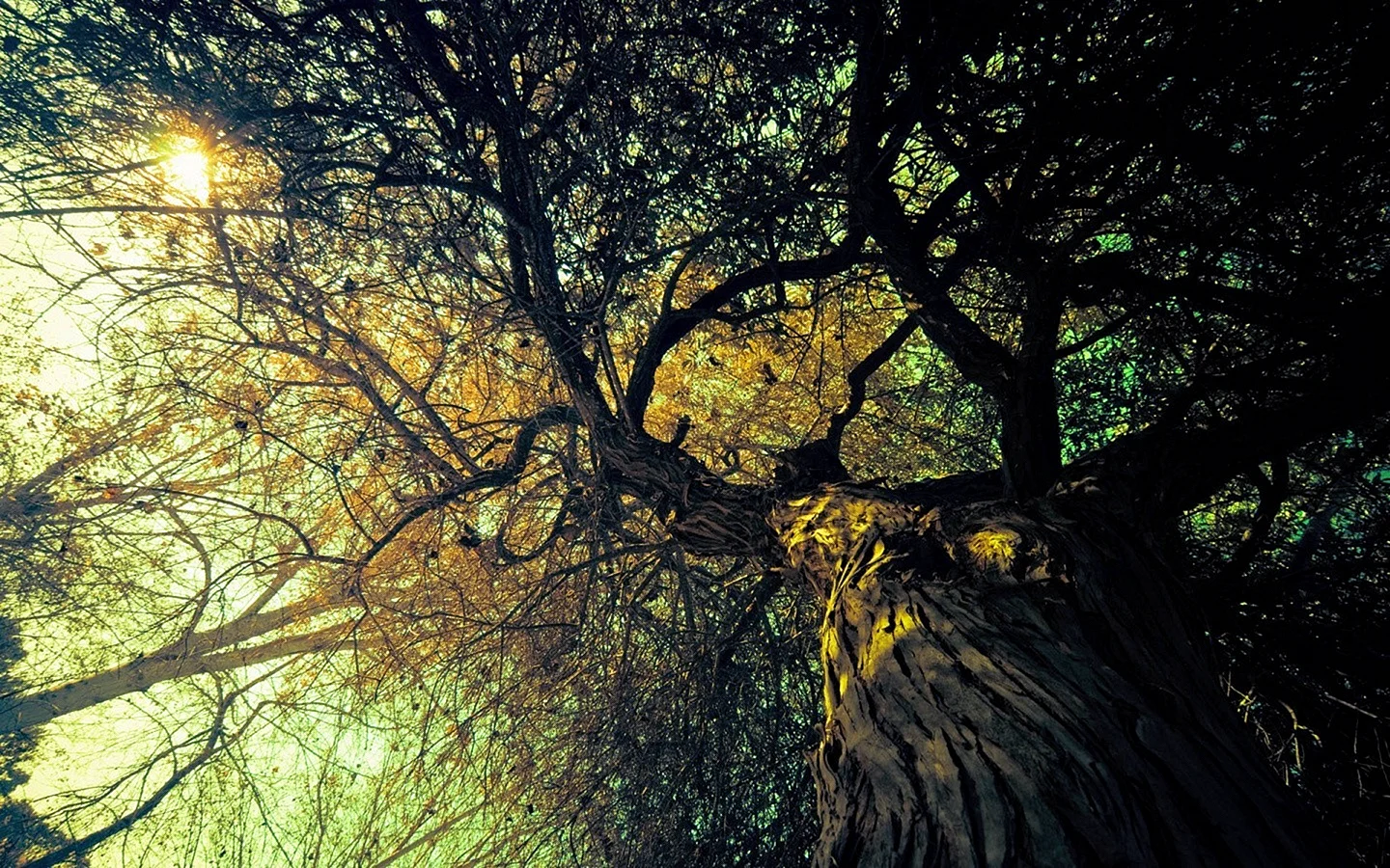 Tree Background Wallpaper