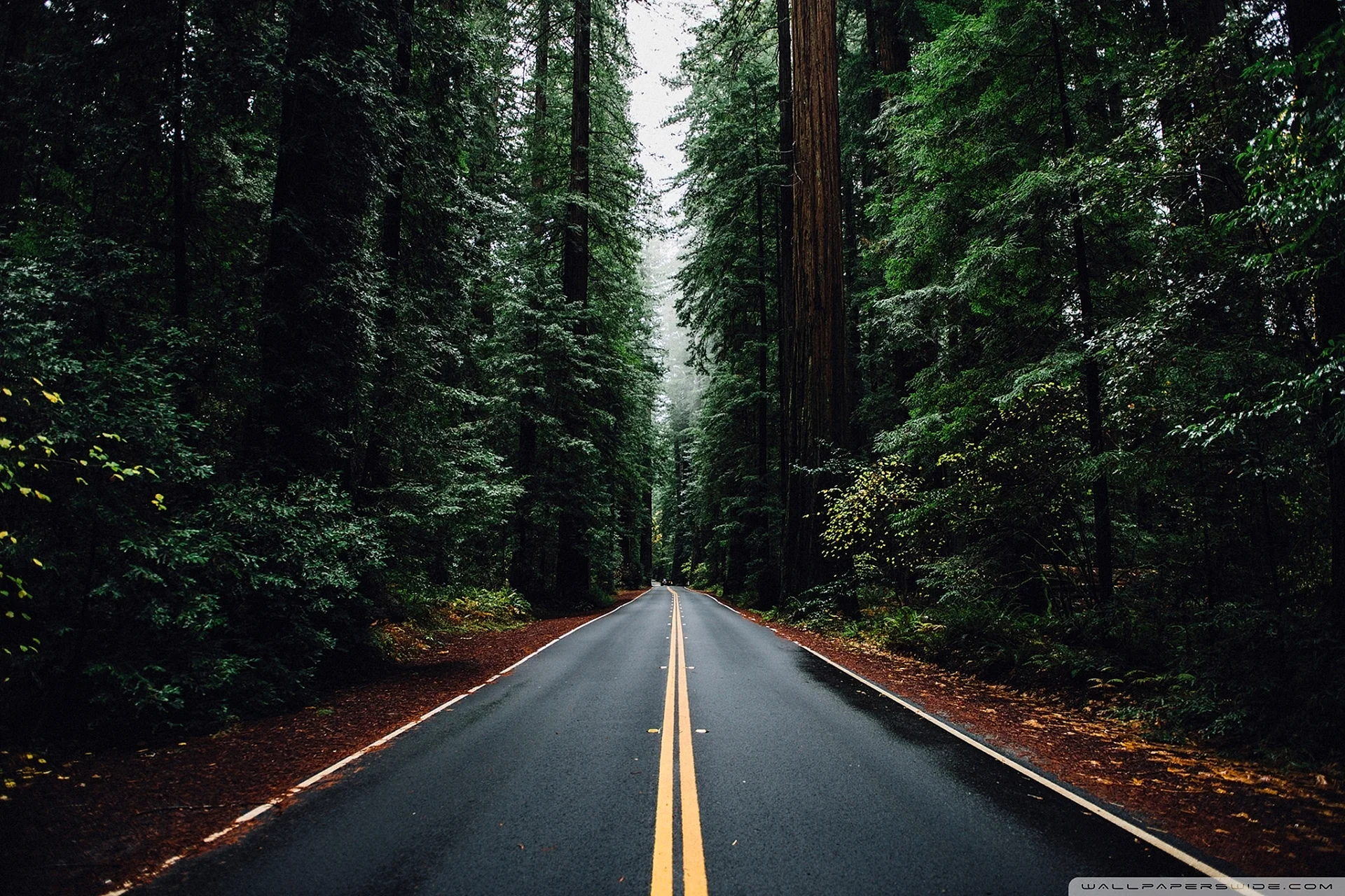 Tree Forest Road Wallpaper