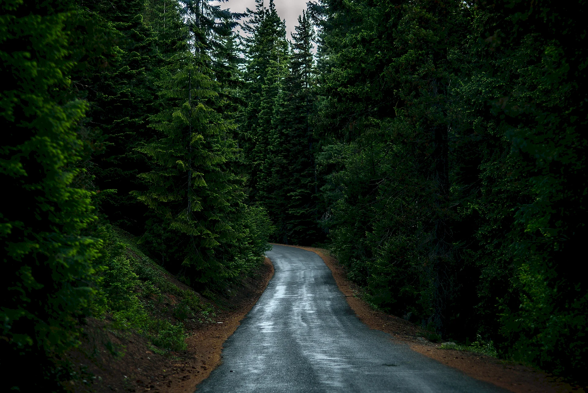 Tree Forest Road Wallpaper