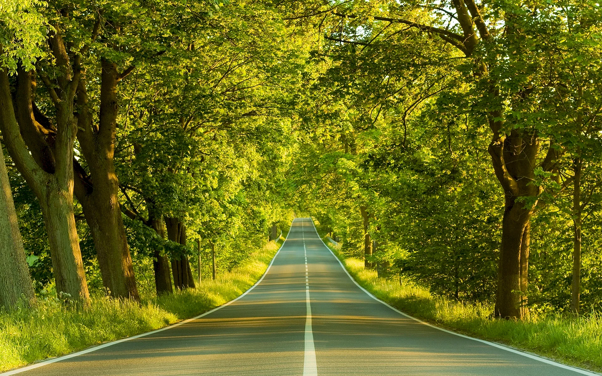 Tree Forest Road Wallpaper