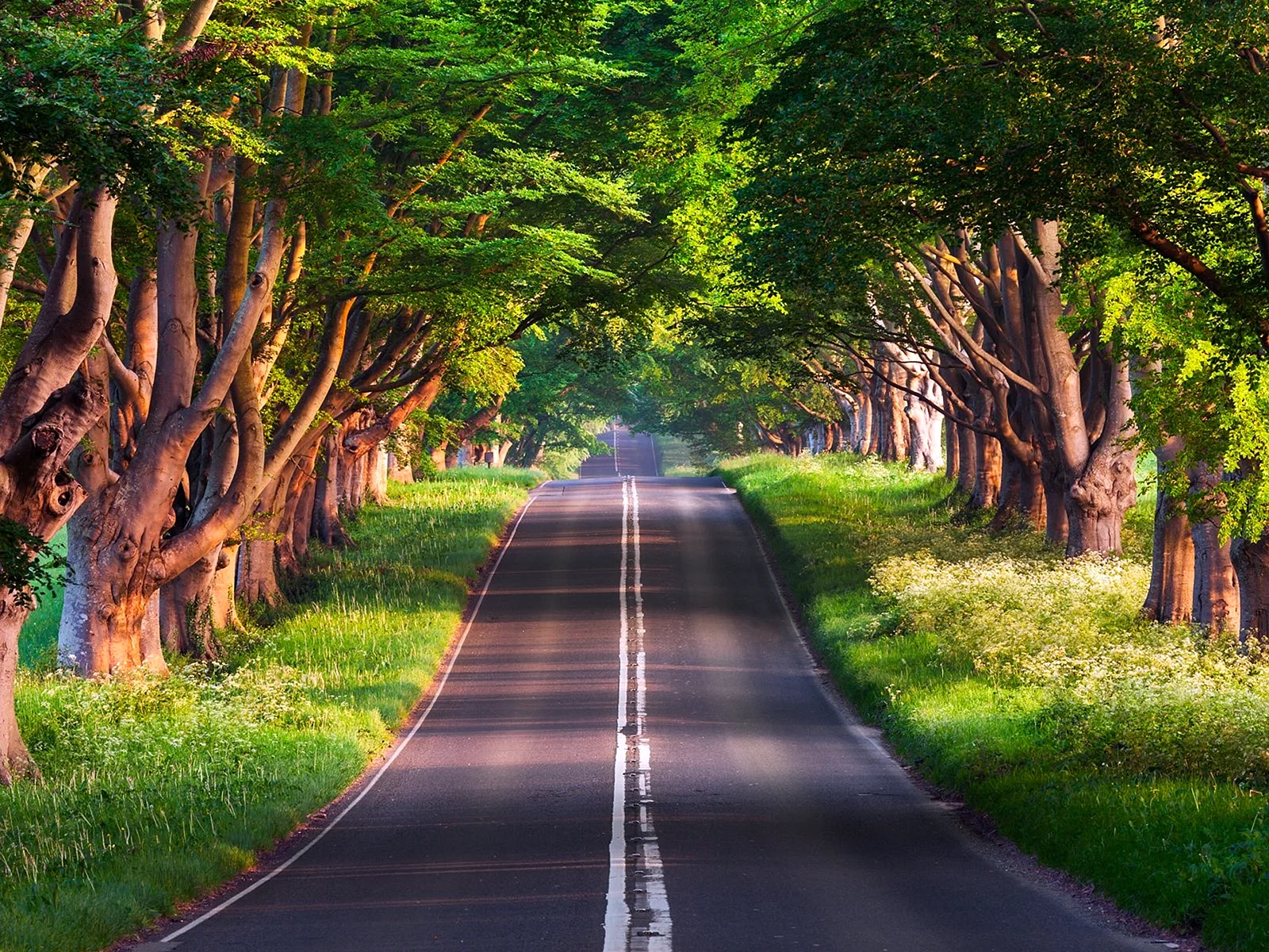 Tree Forest Road Wallpaper