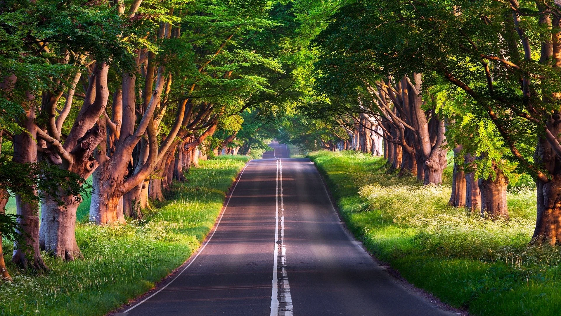 Tree Forest Road