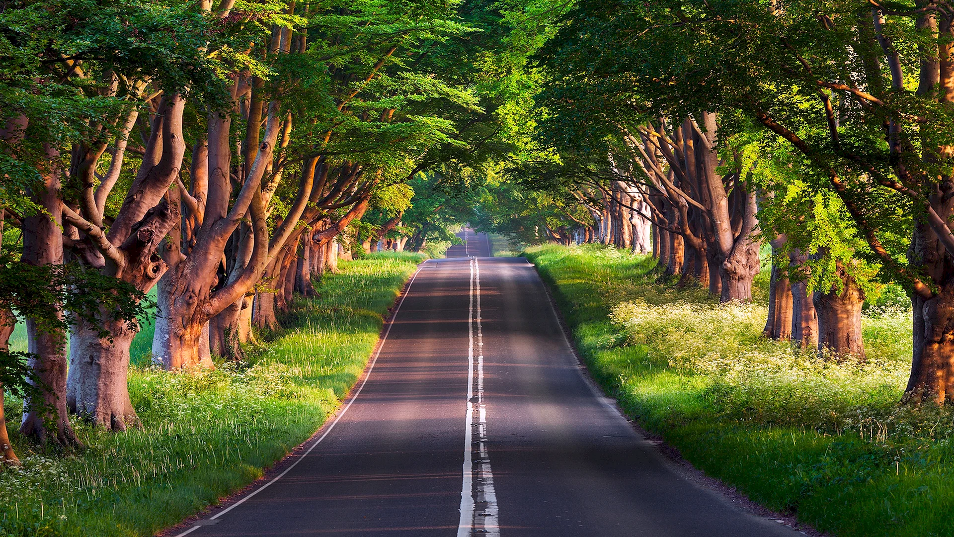 Tree Forest Road