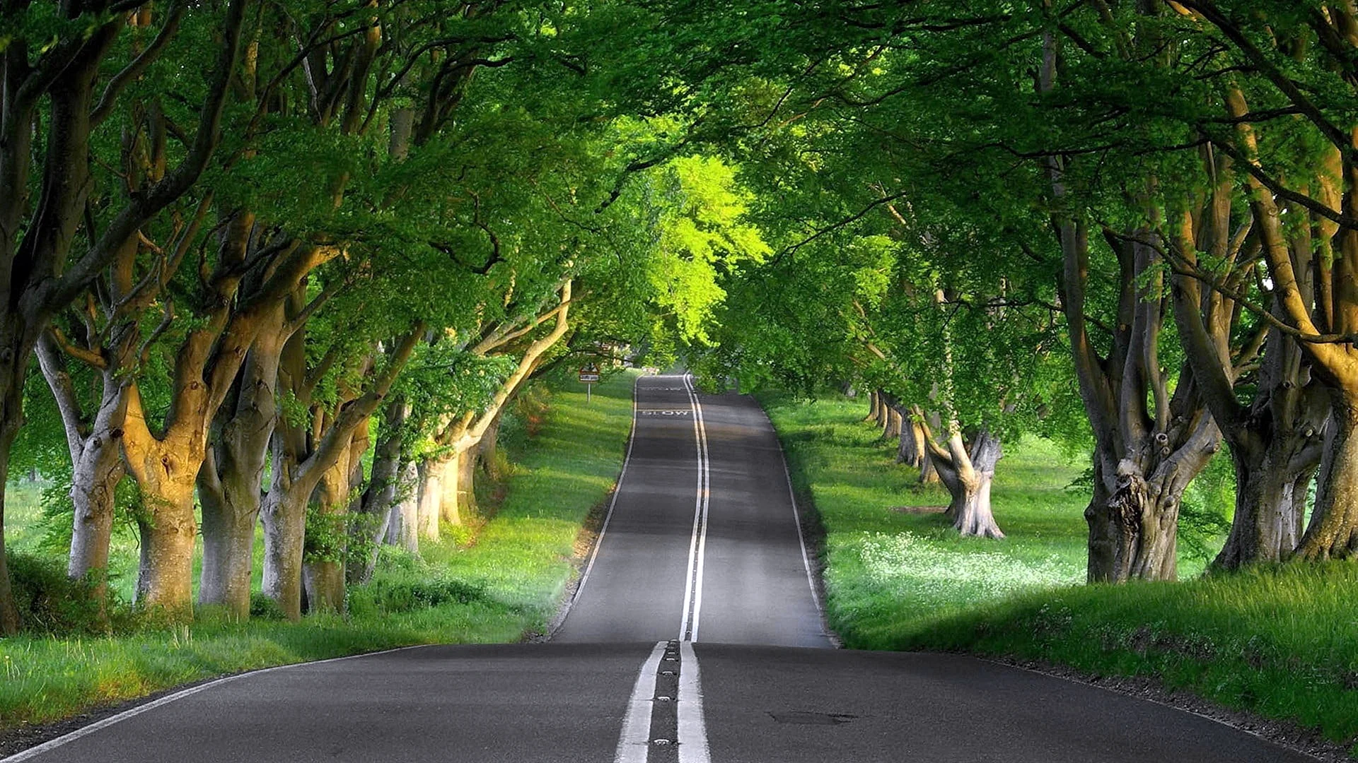 Tree Forest Road Wallpaper