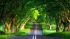 Tree Forest Road Wallpaper