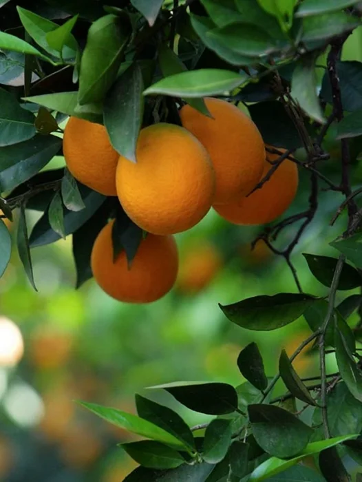 Tree Fruit Mango Wallpaper