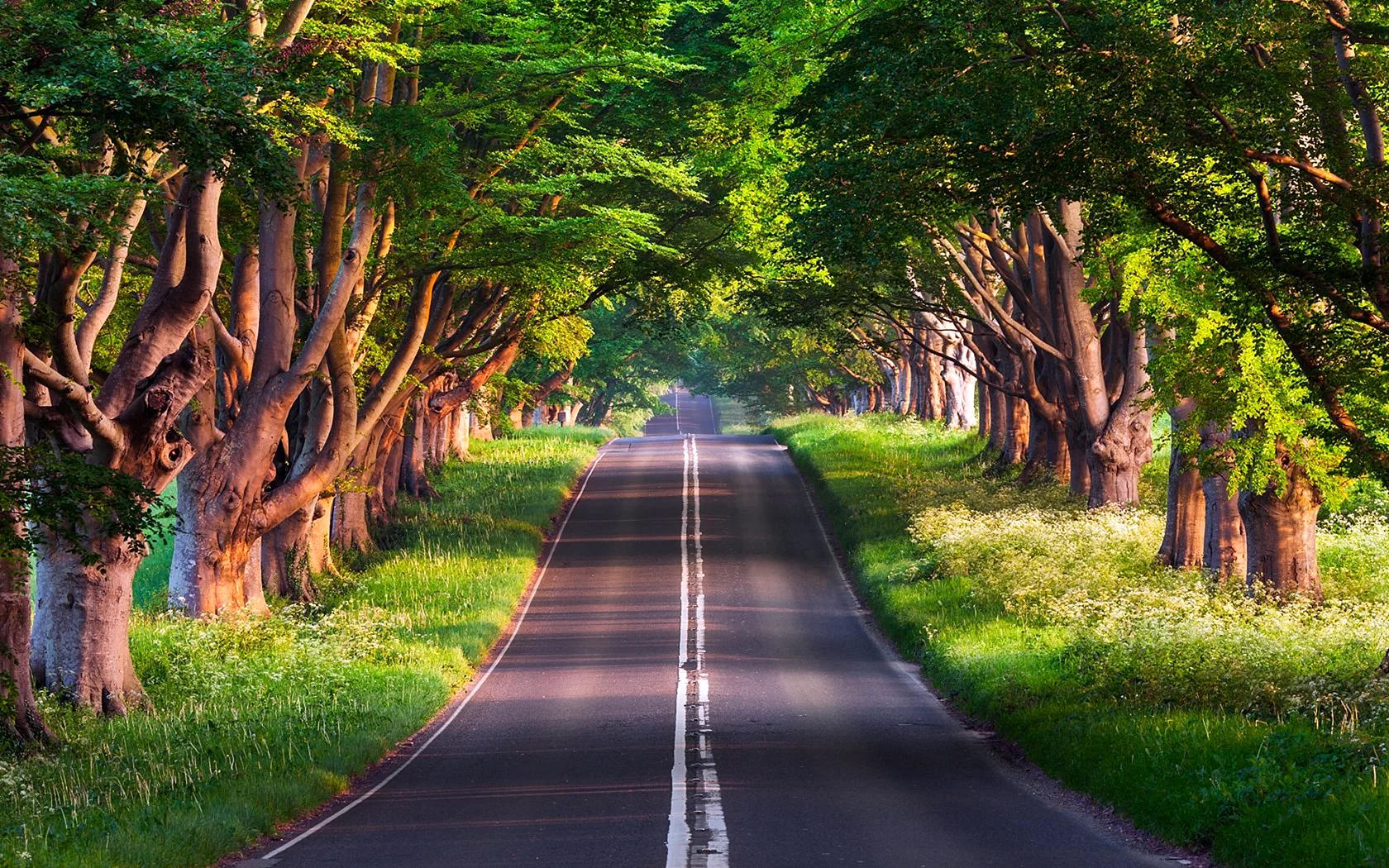 Tree Forest Road Wallpaper