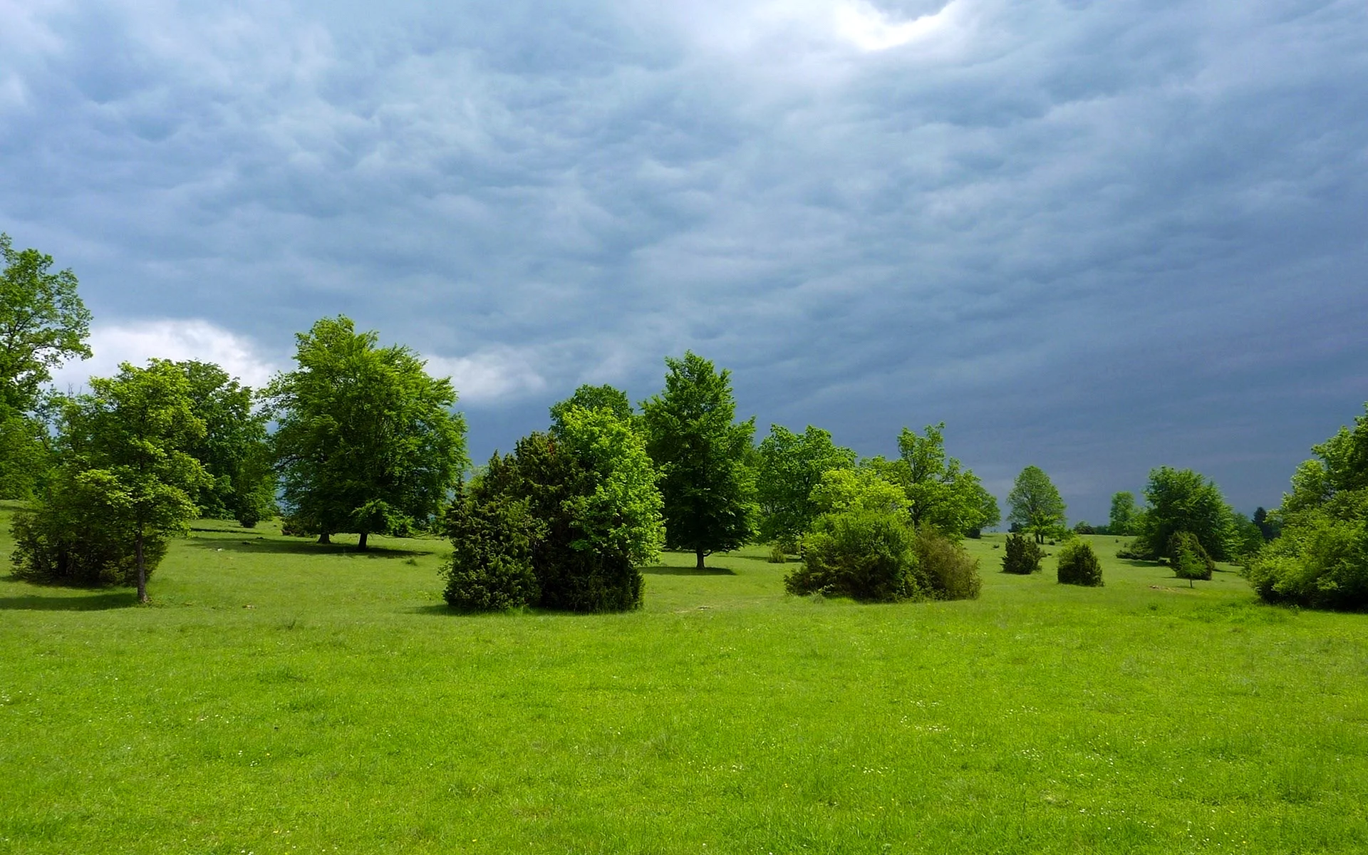 Trees Panoramic Wallpaper