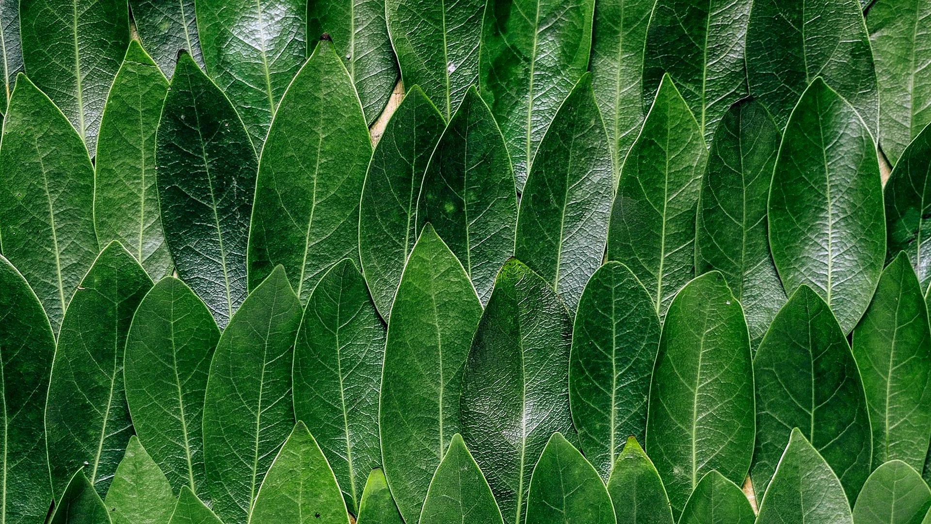 Tropical Leaves Pattern Wallpaper