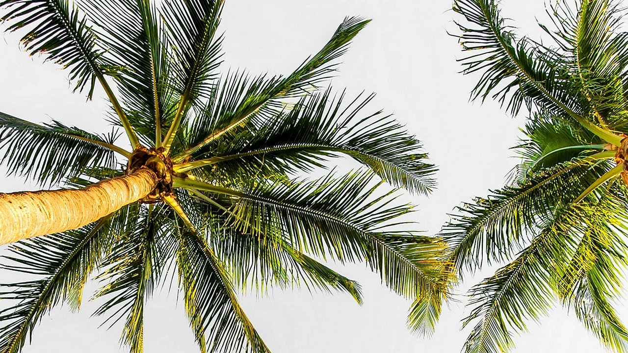 Tropical Palm Wallpaper