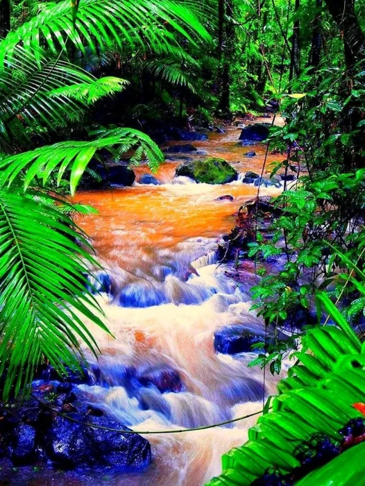 Tropical Rainforest Wallpaper