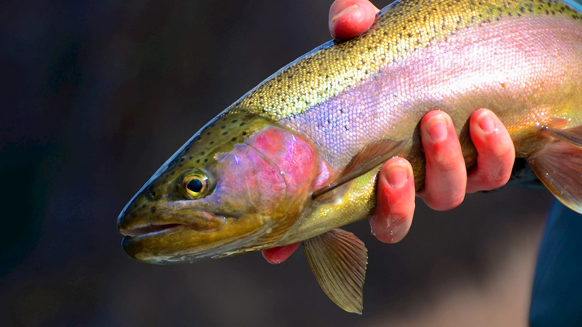 Trout Rainbow Fishing Hunter Wallpaper