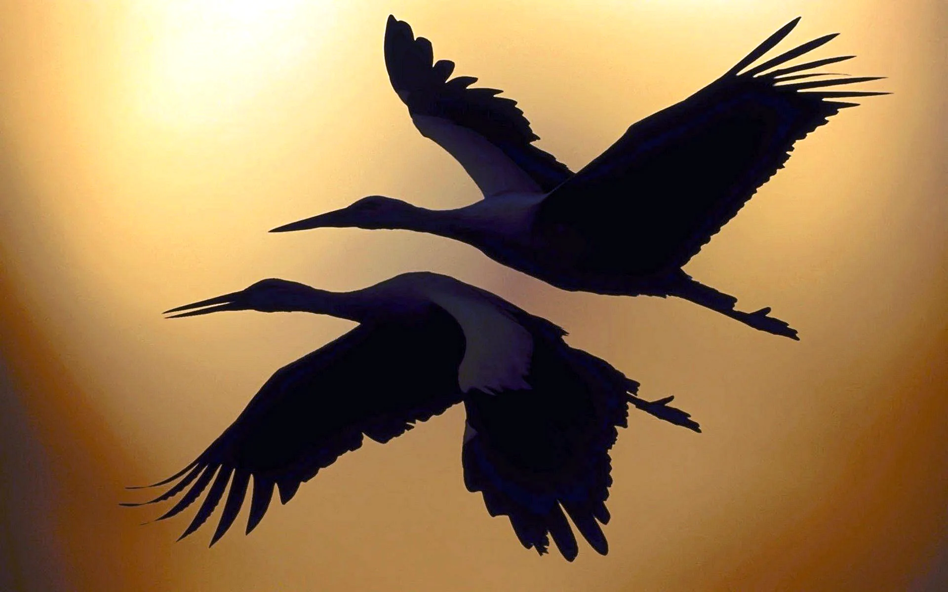 Two Birds Flying Wallpaper