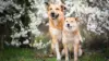 Two Dogs Grass Wallpaper