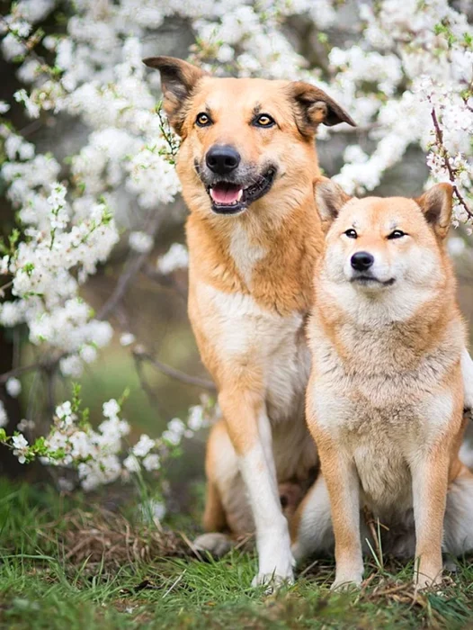 Two Dogs Grass Wallpaper