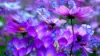 Ultra HD Flower Wallpaper