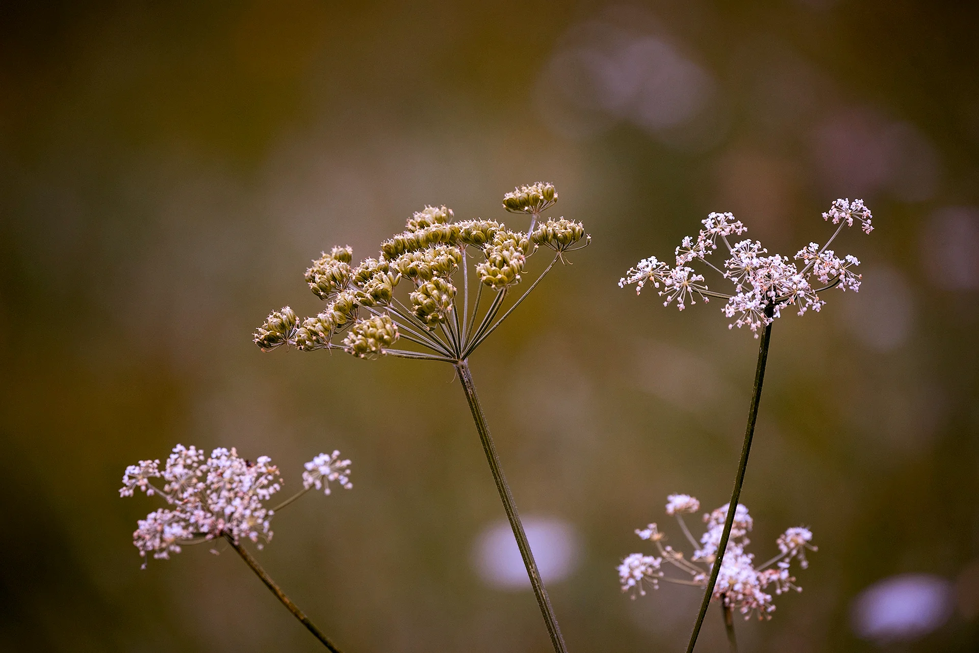 Umbelliferae Wallpaper