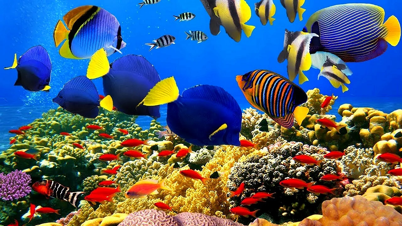 Undersea Coral Reef Wallpaper