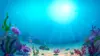 Underwater Cartoon Wallpaper