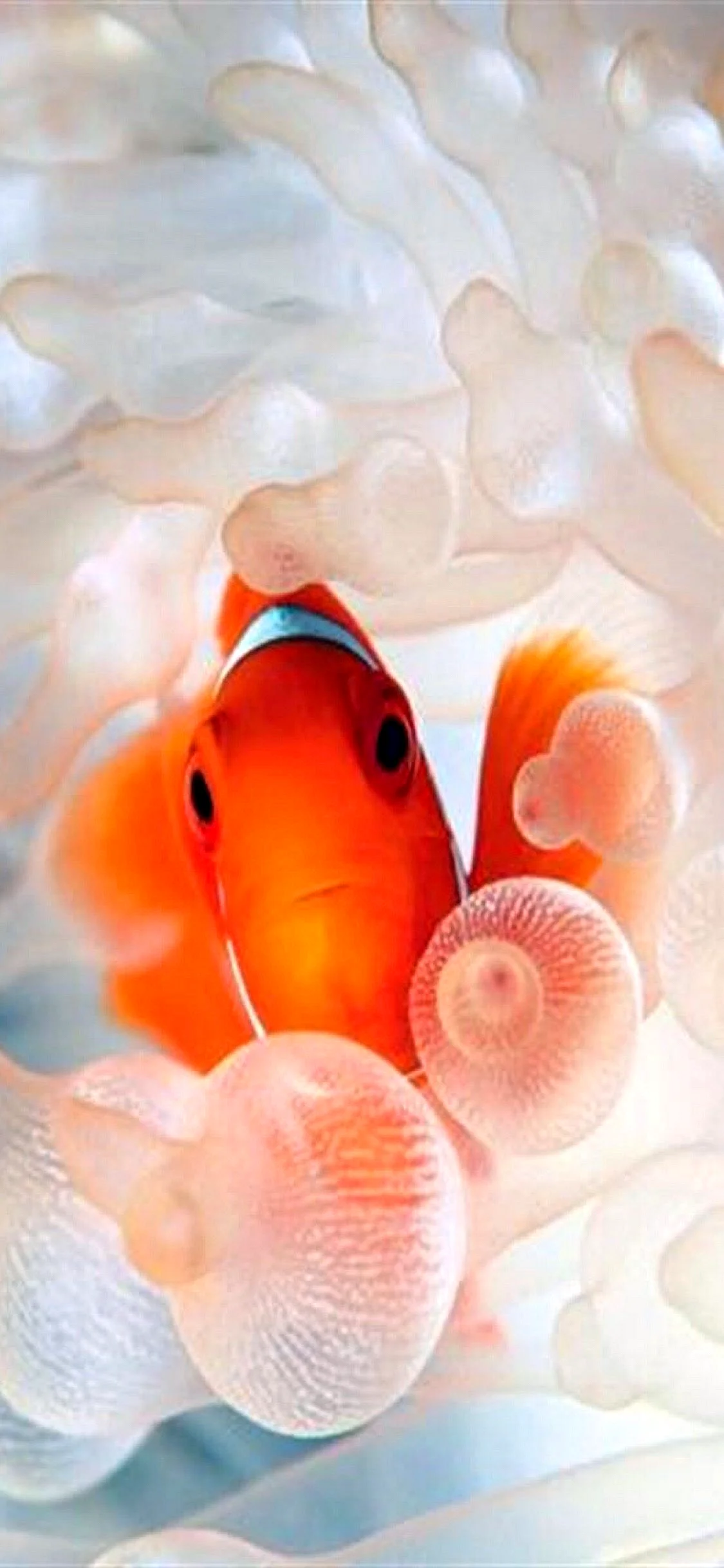 Underwater Fish Wallpaper for iPhone 11 Pro