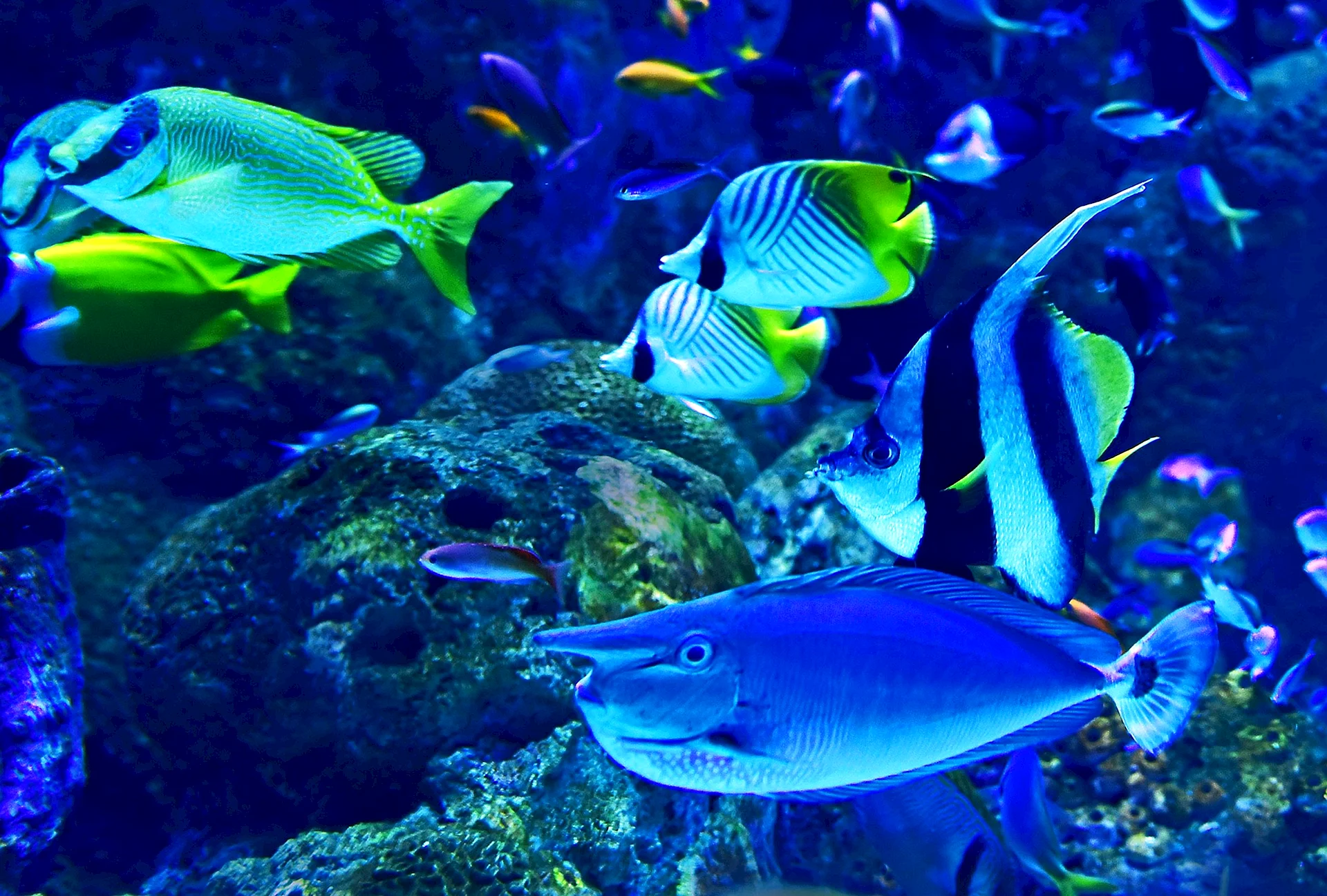 Underwater Fish Wallpaper