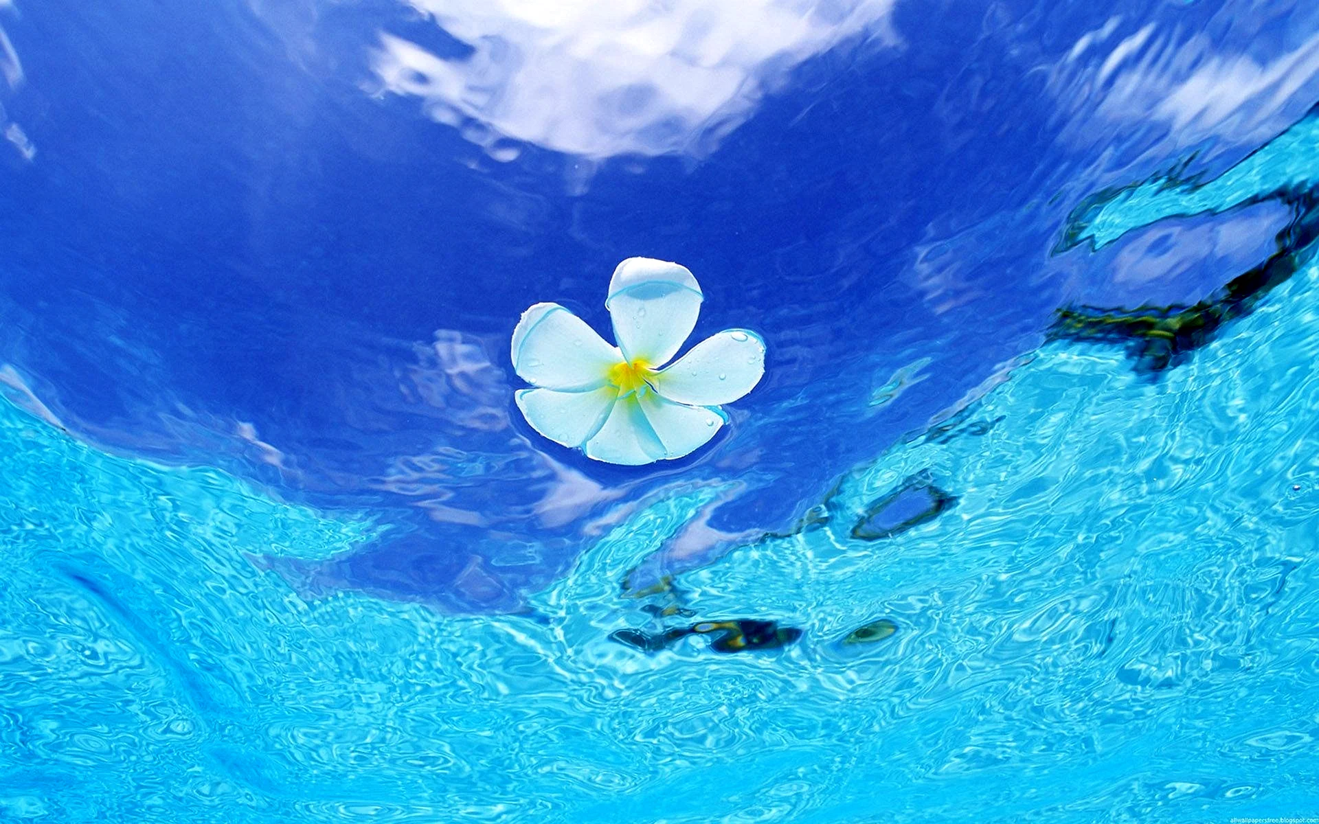 Underwater Flowers Wallpaper