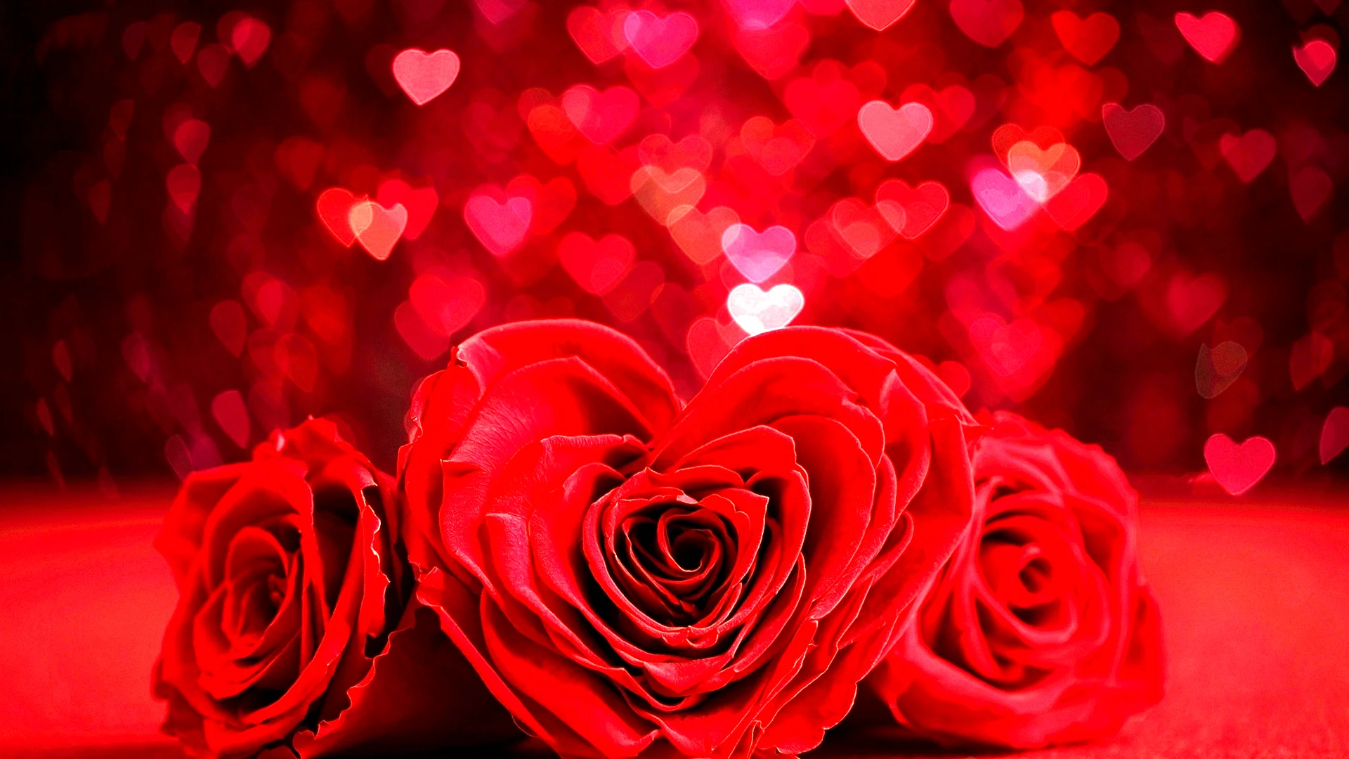 Valentine Rose Wallpaper