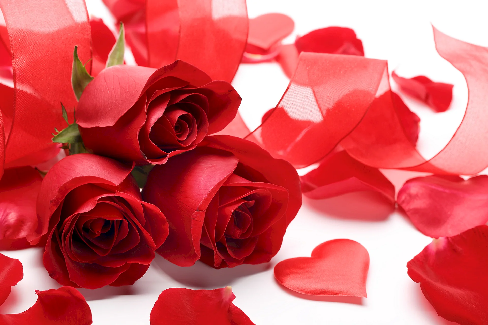 Valentines Day Rose Wallpaper