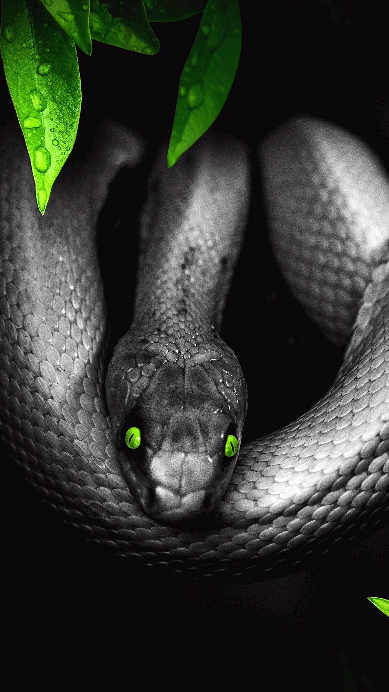 Venomous Snake Wallpaper For iPhone