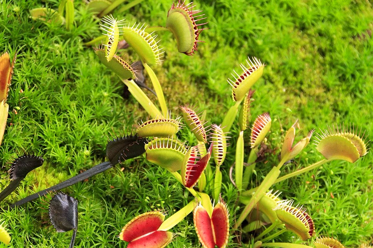 Venus Fly Trap Wallpaper