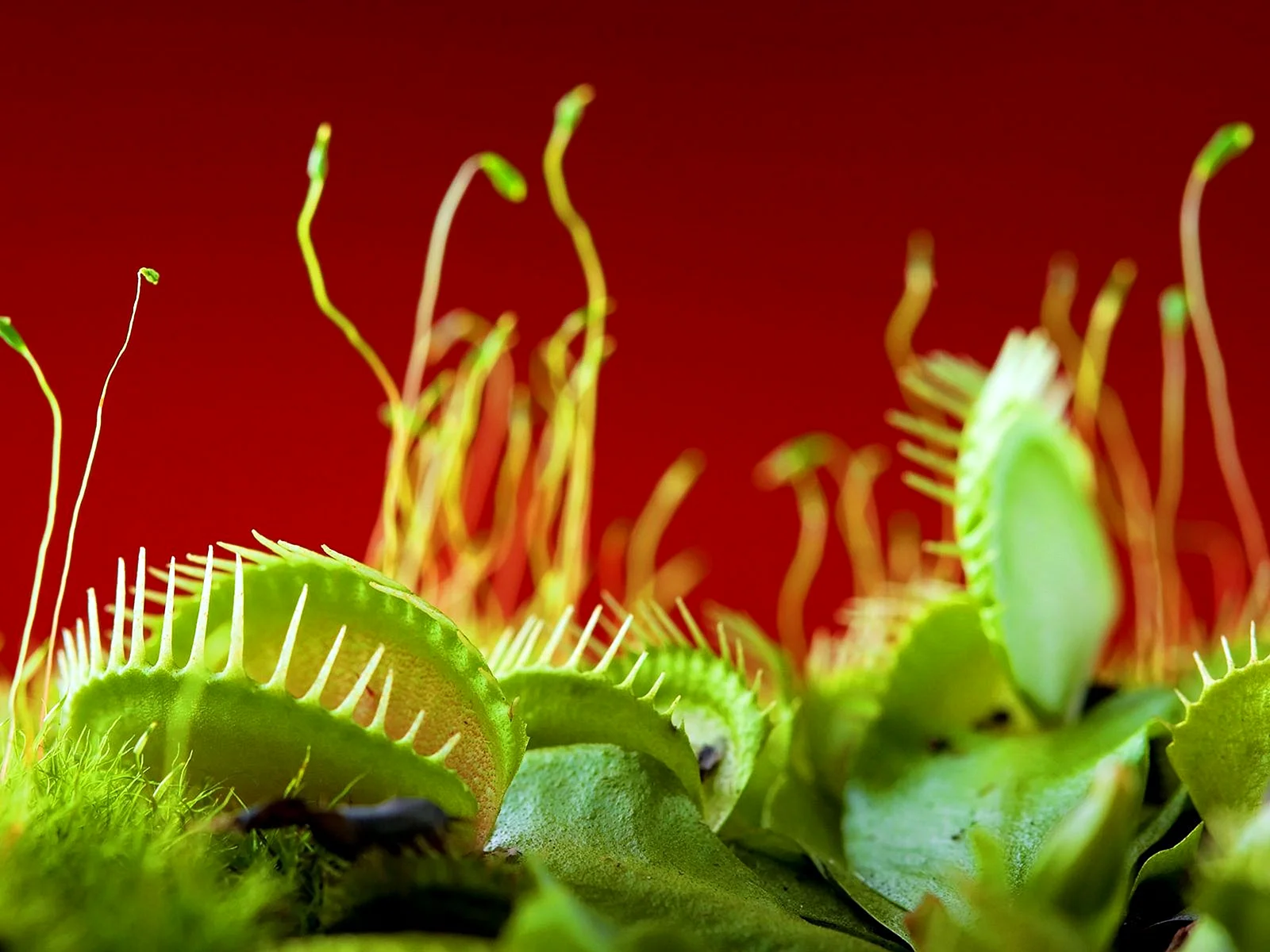 Venus Flytrap Wallpaper