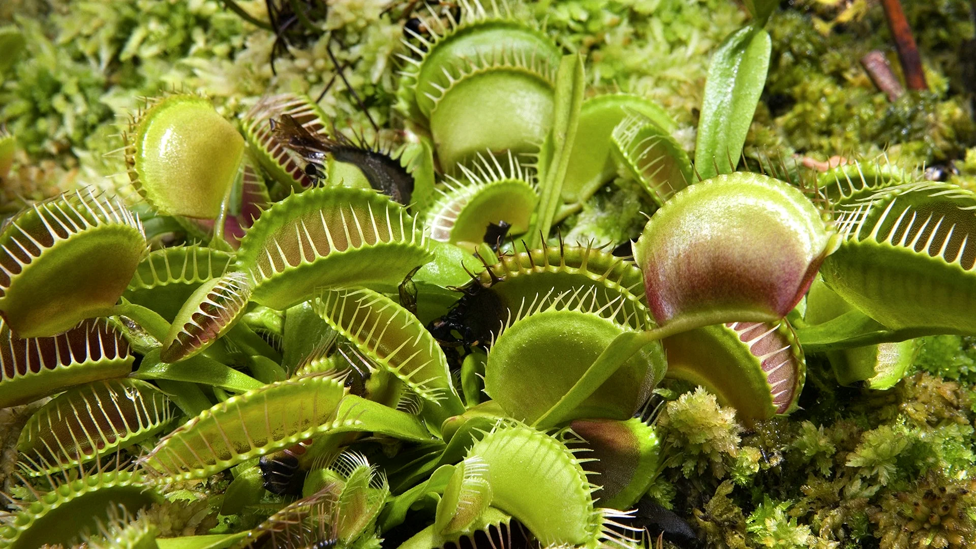 Venus Flytrap Wallpaper