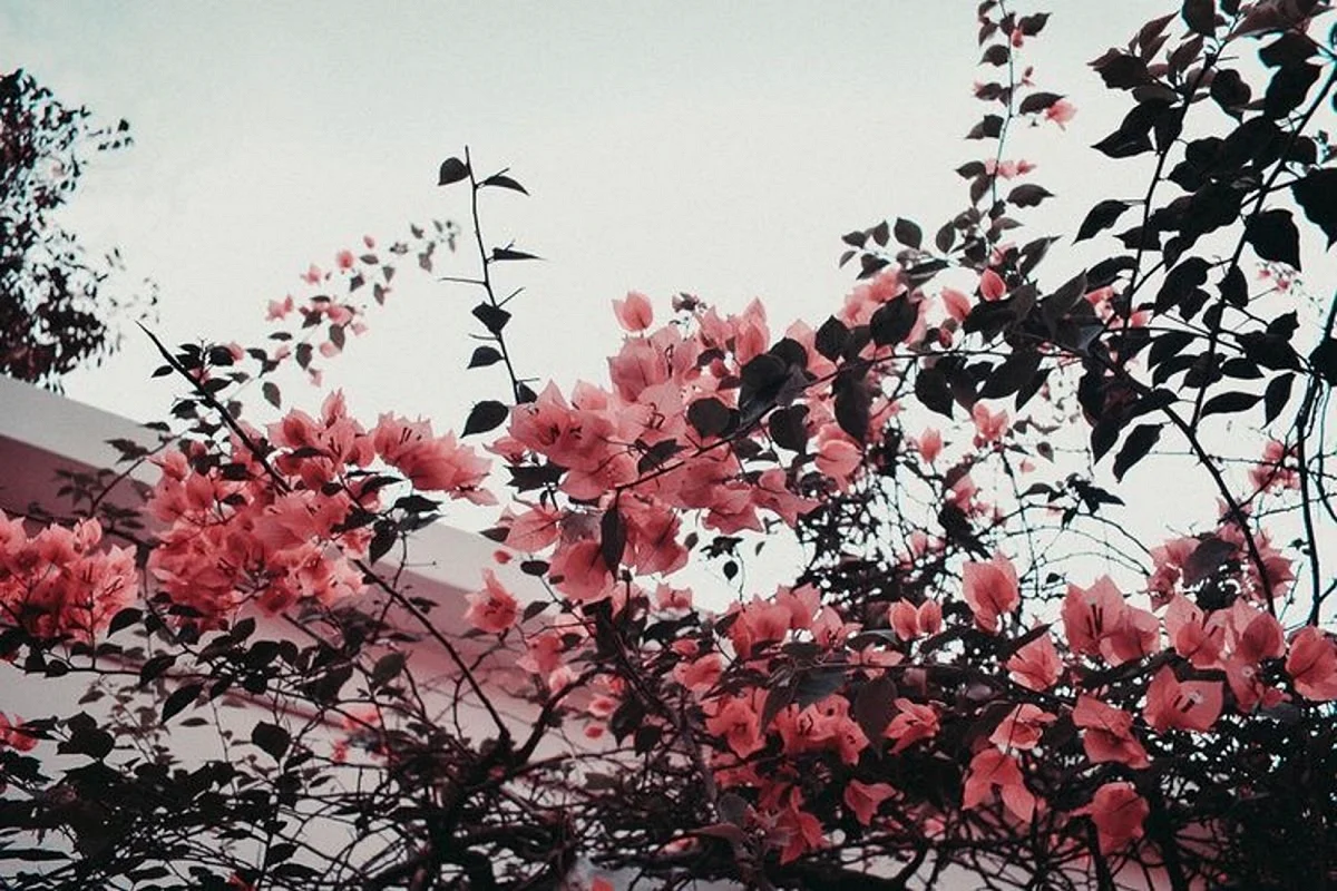 Vintage Flowers Aesthetic Wallpaper