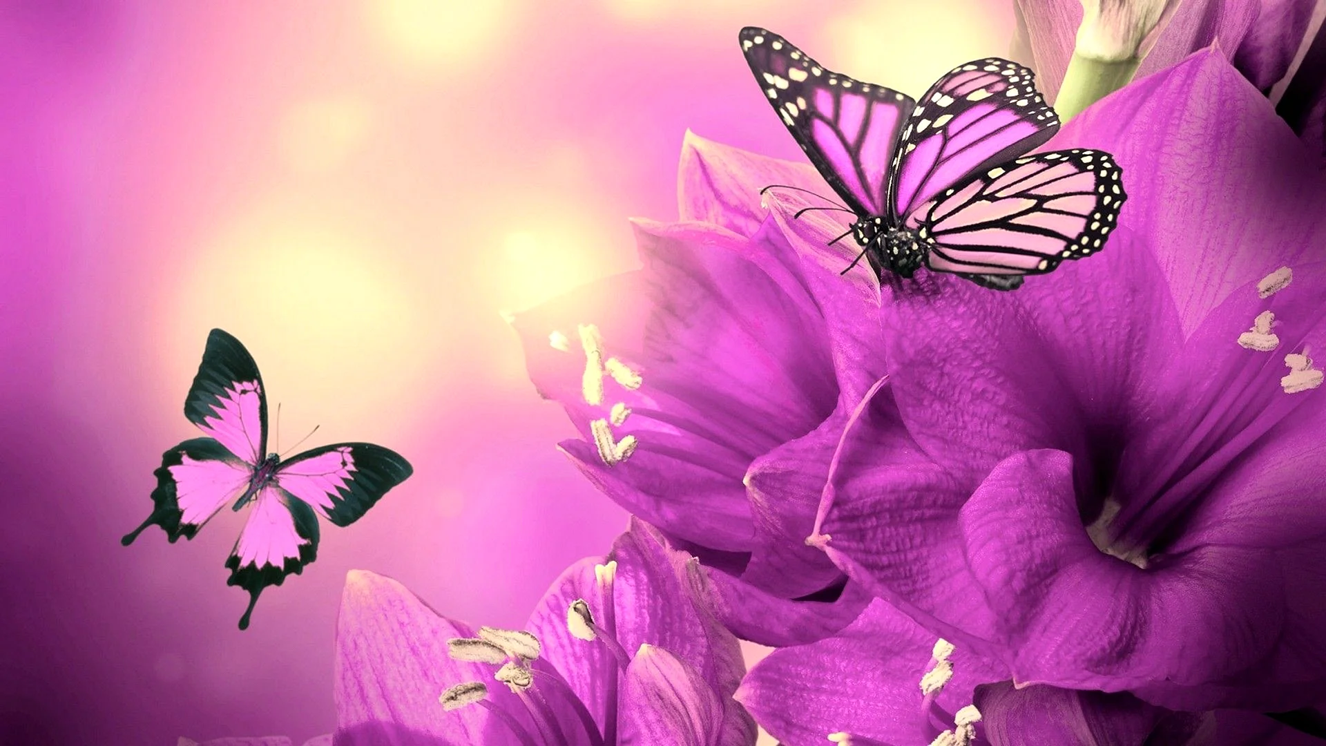 Violet Butterfly Wallpaper