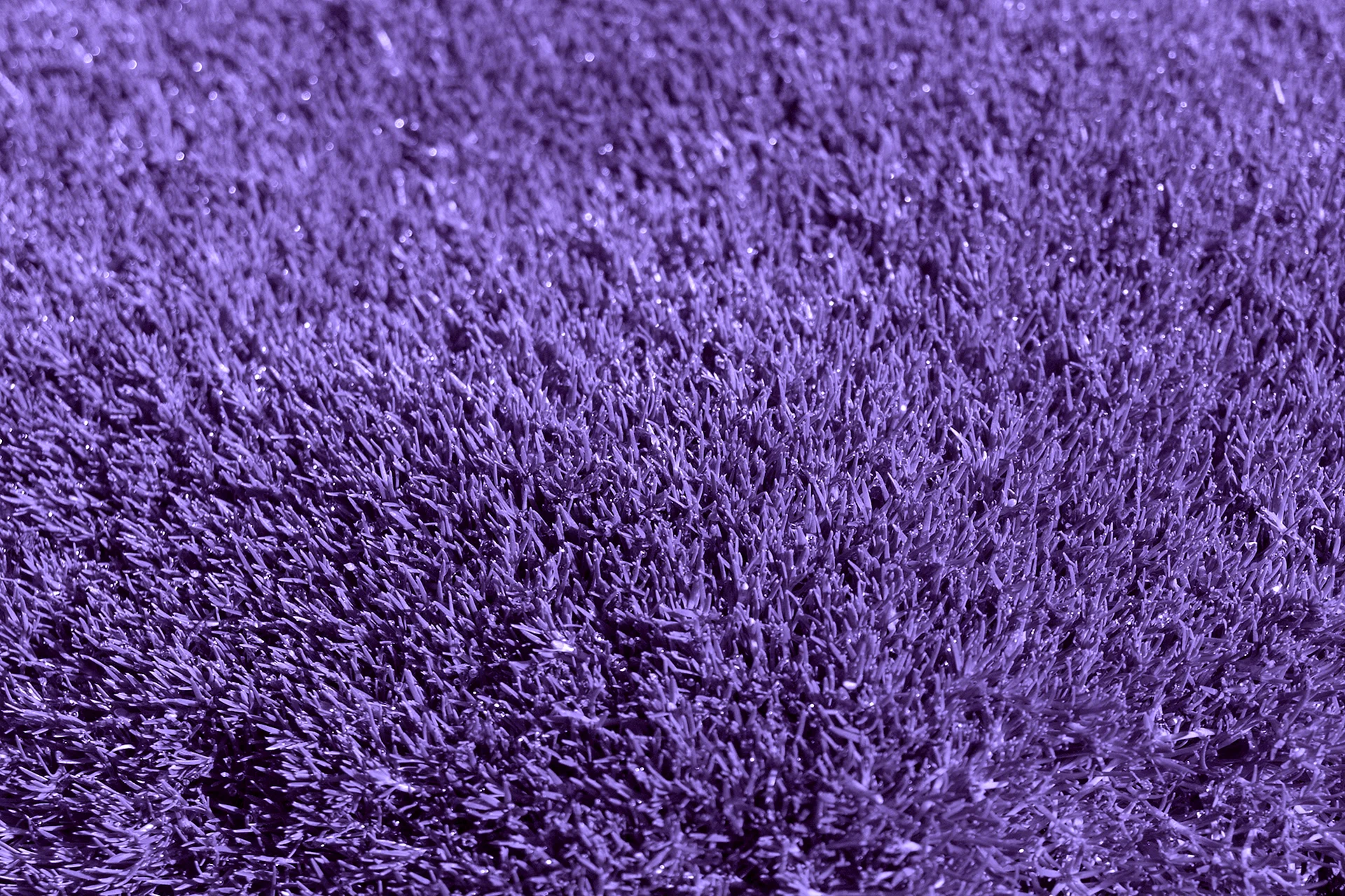 Violet Grass Wallpaper