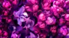 Violet Lilac Wallpaper