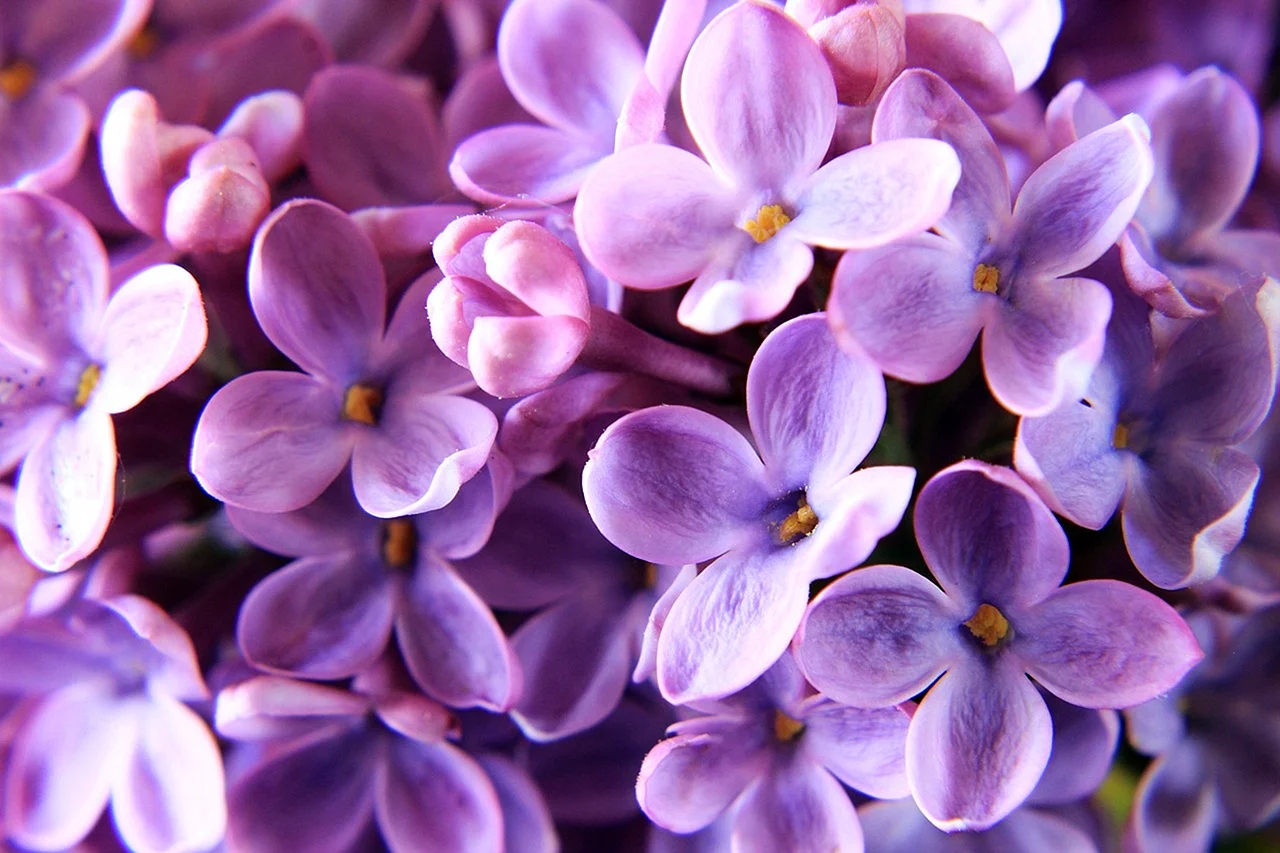 Violet Lilac Wallpaper