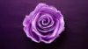 Violet Rose Wallpaper