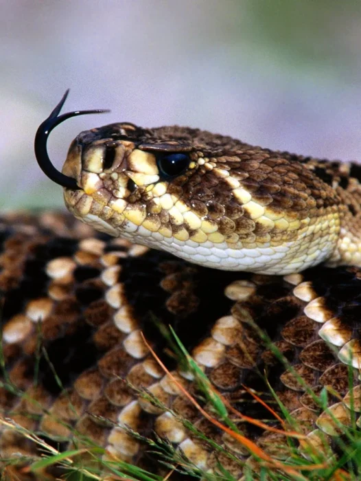 Viper Snake Wallpaper