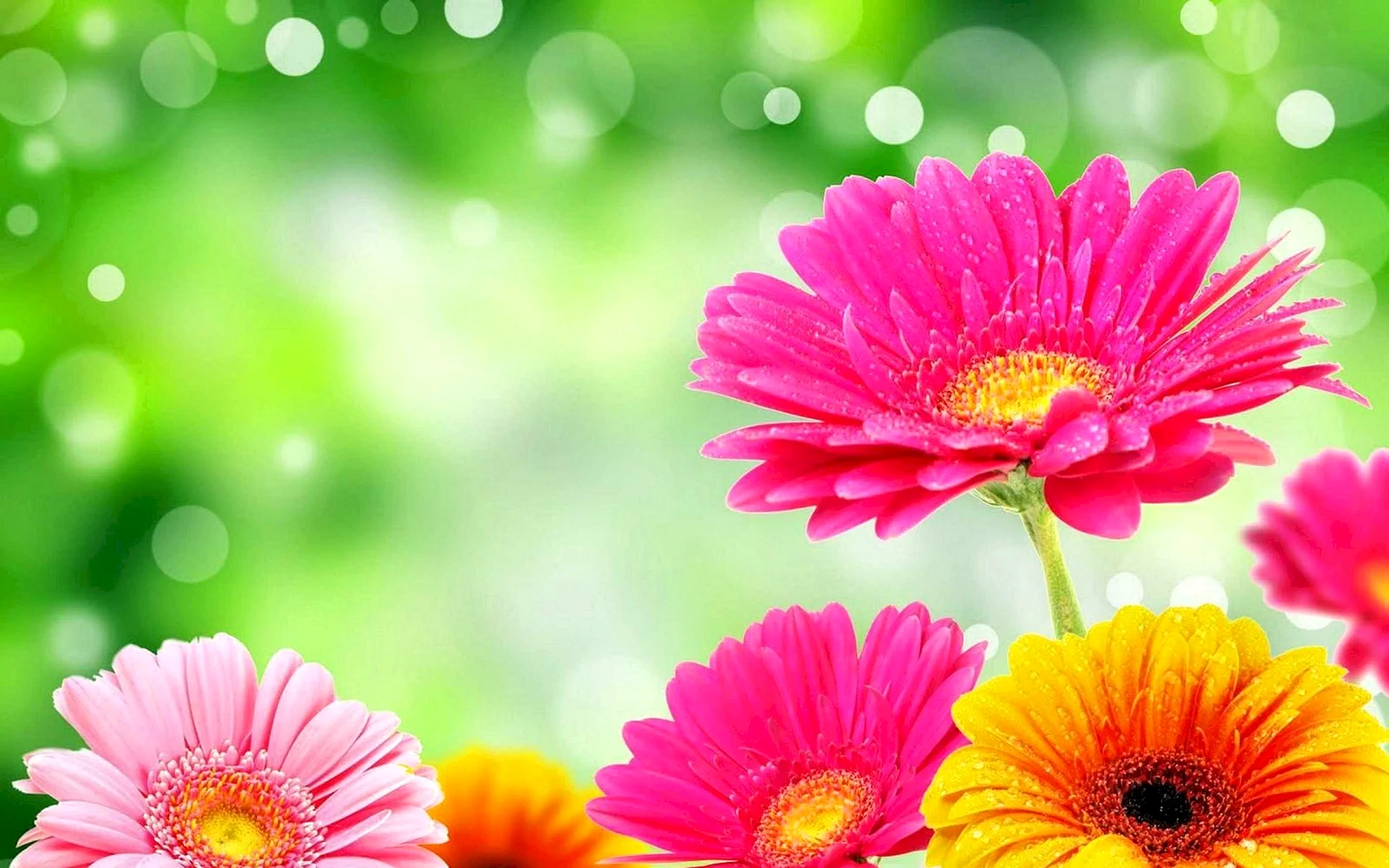 HD Flowers Wallpaper