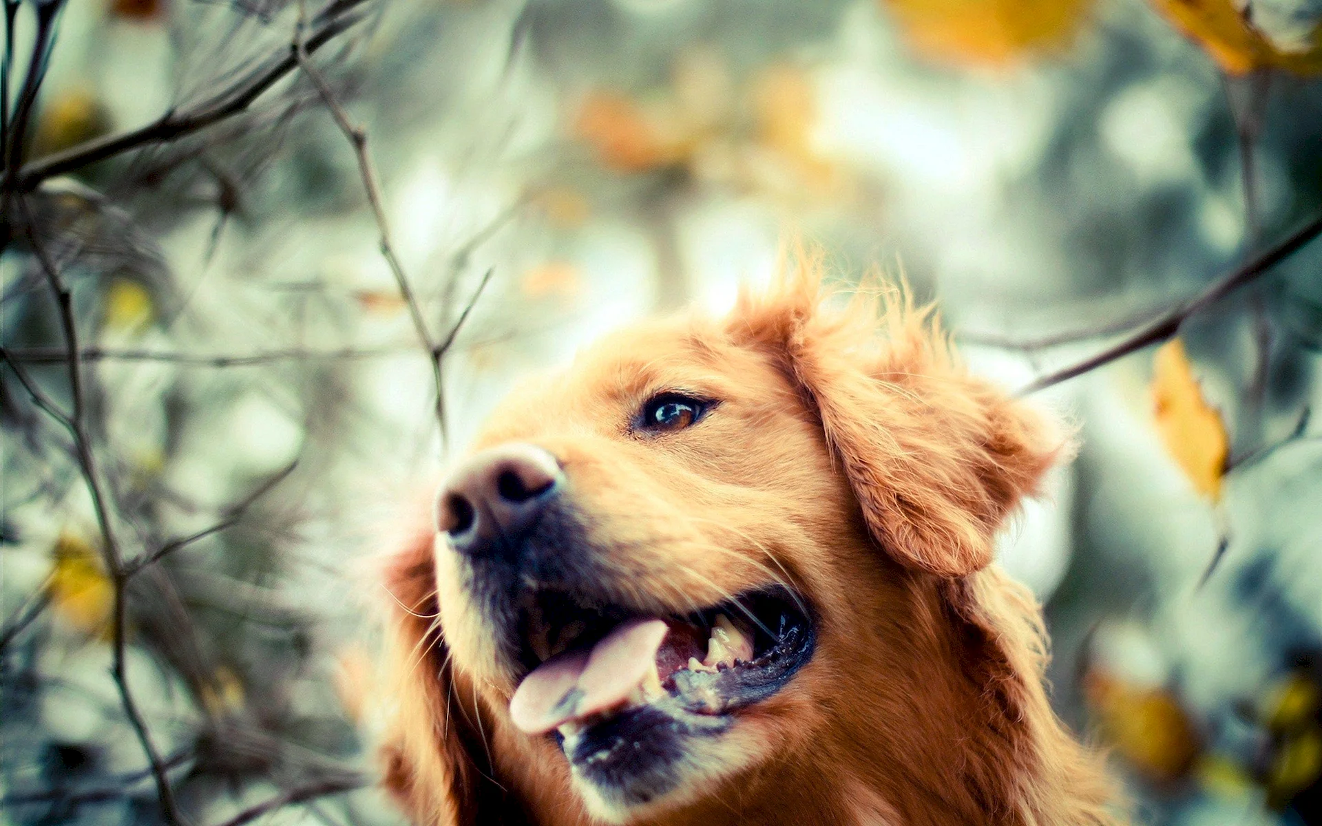 Golden Retriever Wallpaper