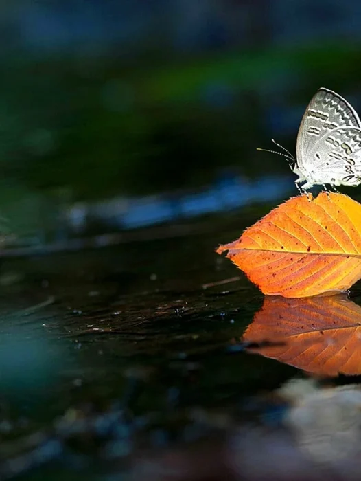 Water Butterfly Wallpaper