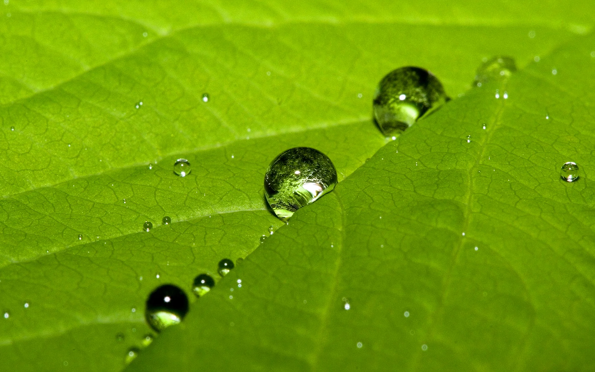 Water Dew Drops Wallpaper