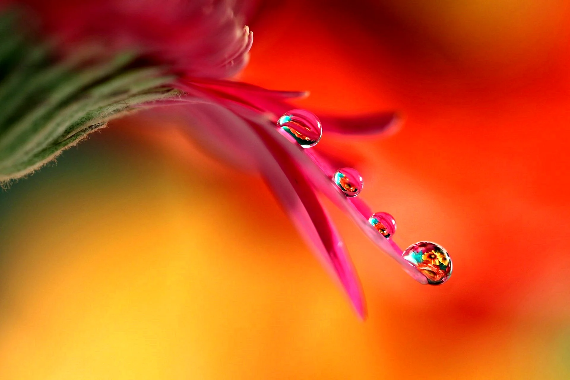 Water Drop Flower Wallpaper