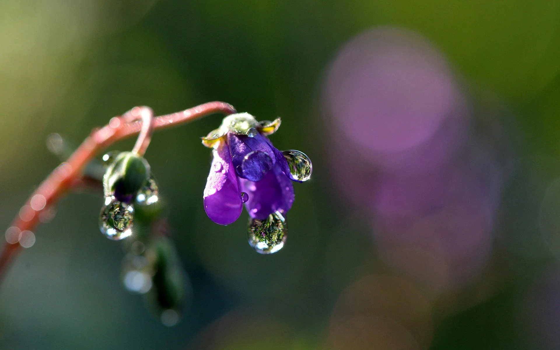 Water Drop Flower Wallpaper