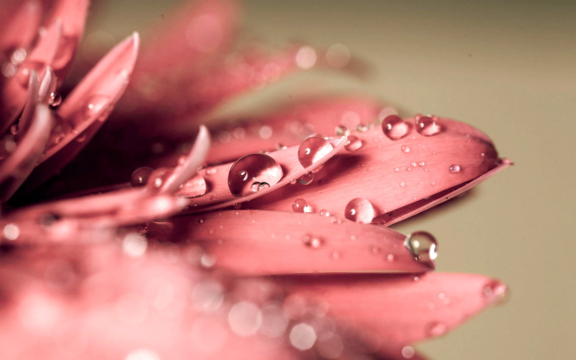 Water Drop Flower Pink Wallpaper