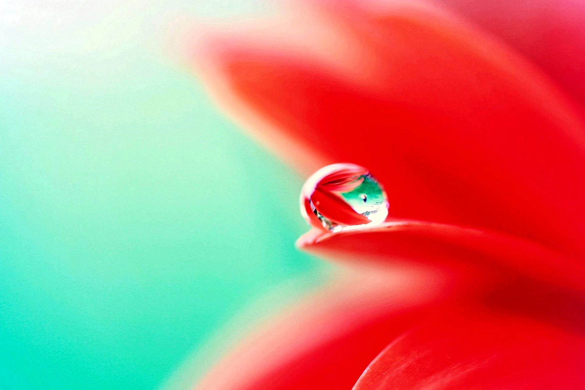 Water Drop Flower Red Wallpaper