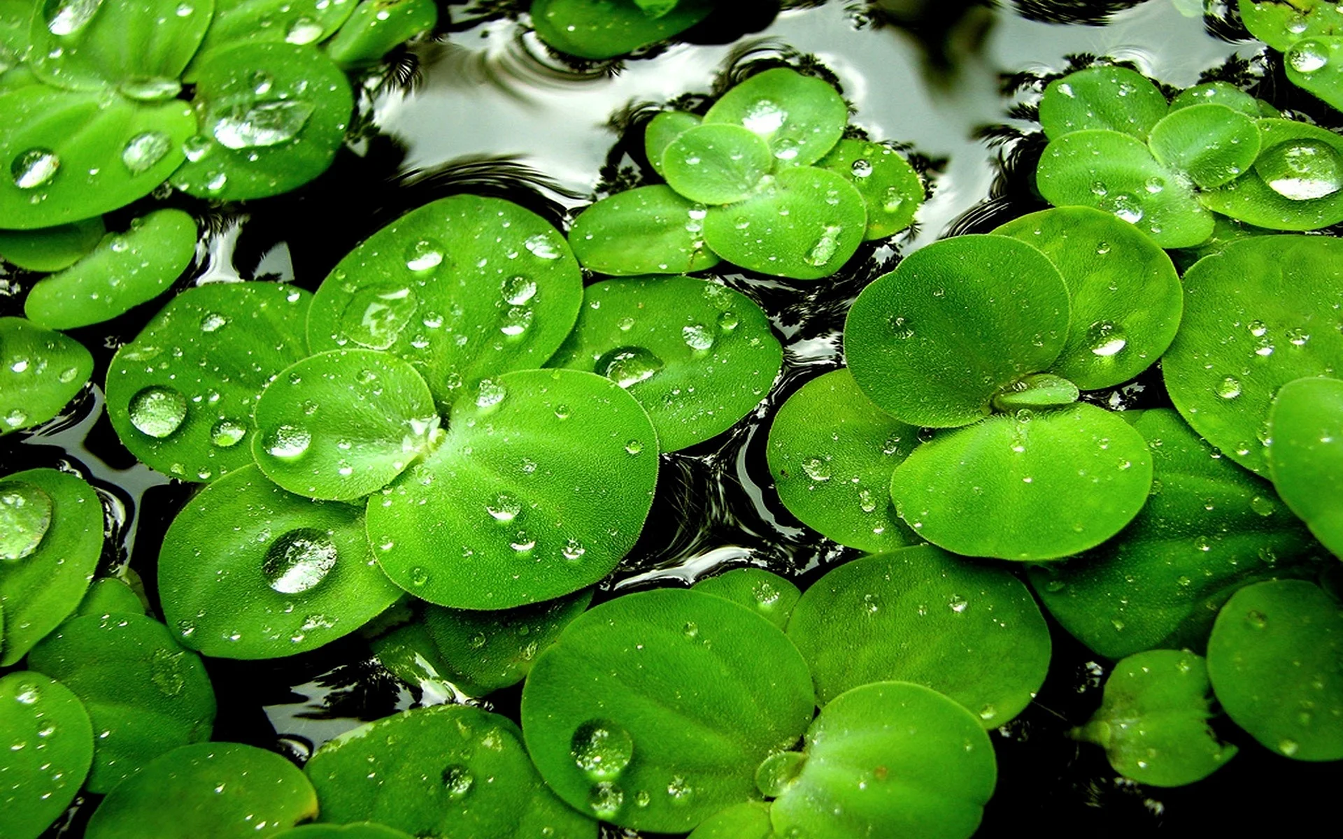 Water Flower Green Wallpaper