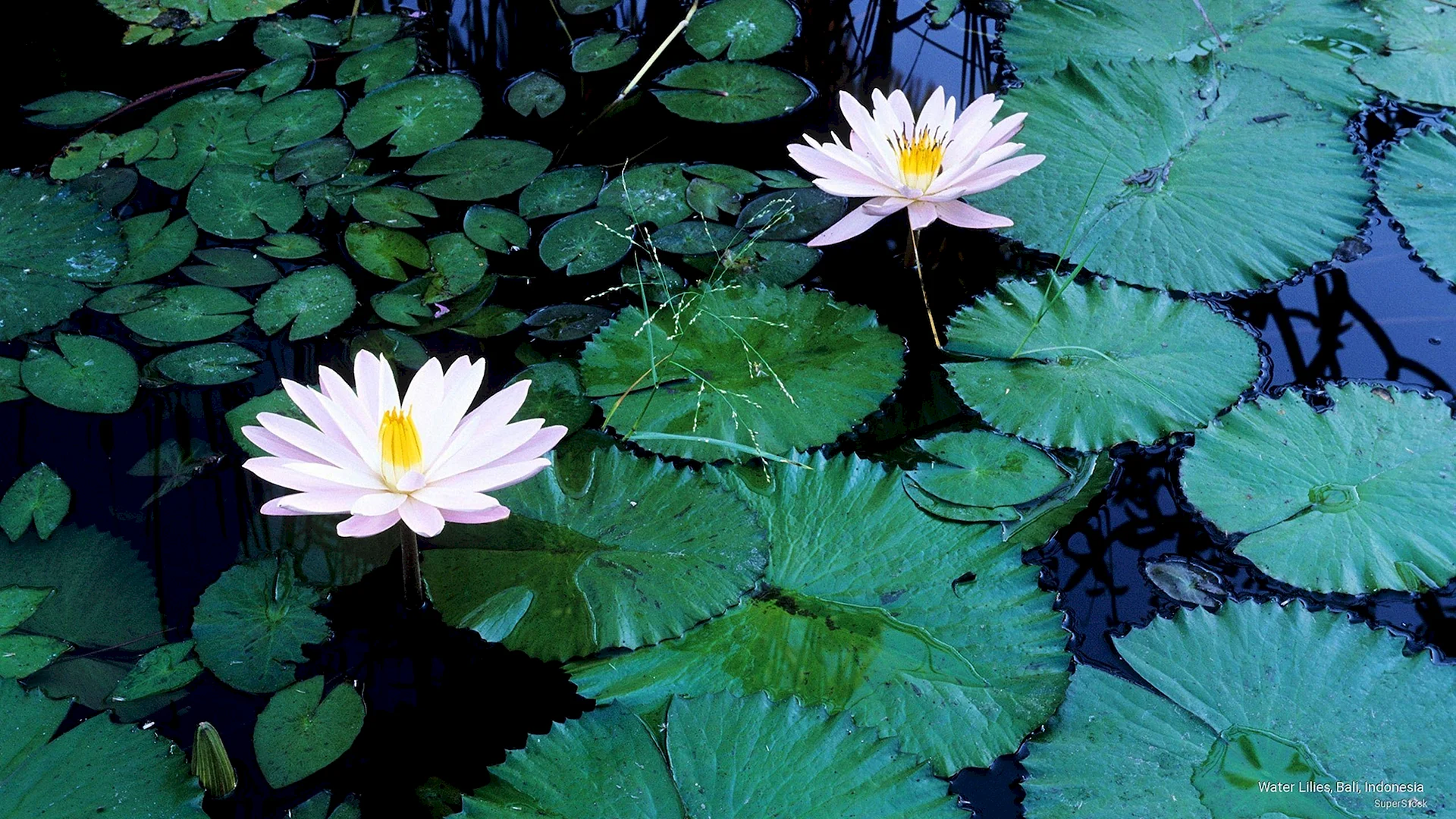 Water Lilies Temple Wallpaper